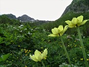 19 Pulsatilla alpina sulfurea (Pulsatilla sulphurea) e anemoni narcissini (Anemonastrum narcissiflorum)